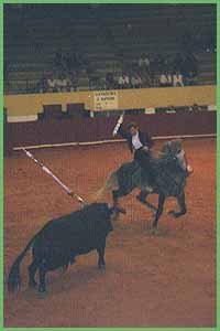 bullfight