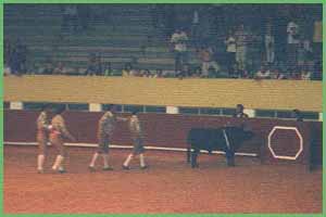 bullfight