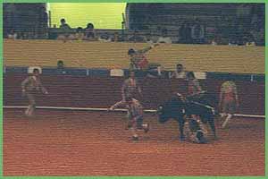 bullfight